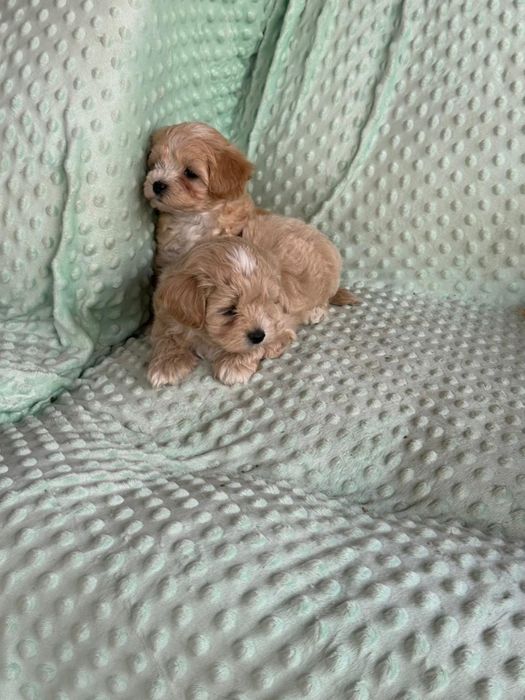 Мальтіпу F1 та F2