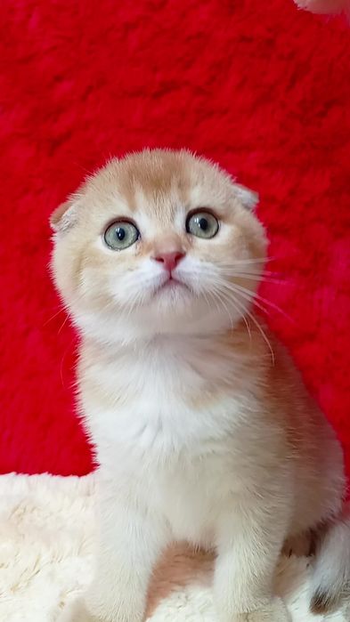 Дівчинка висловуха золота шиншила.