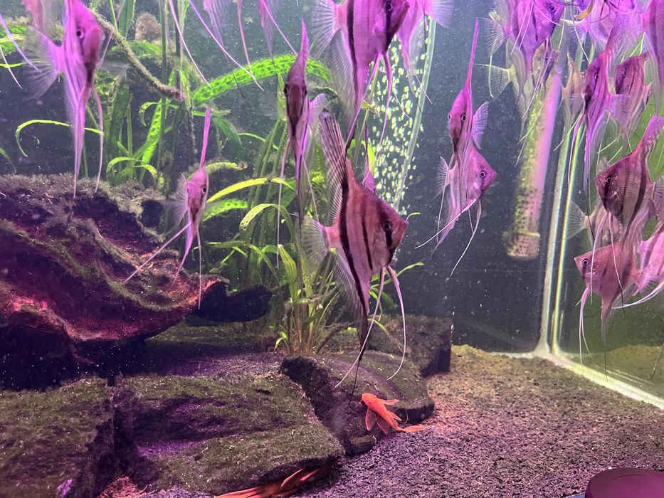 Skalary Manacapuru red back  F2