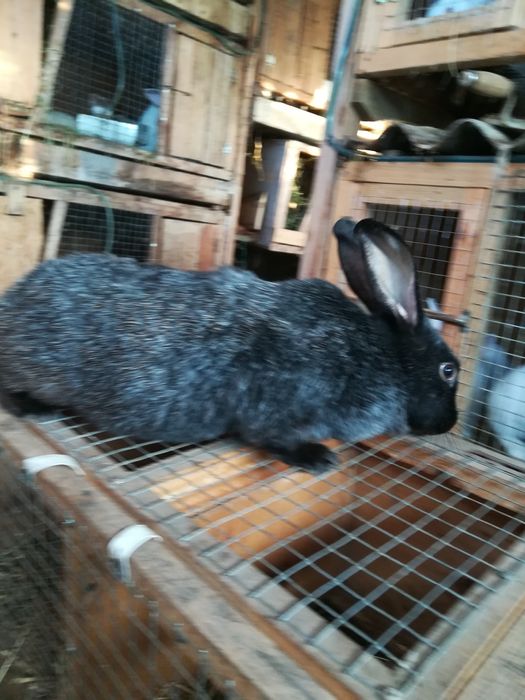 Продаю кролики різних порід