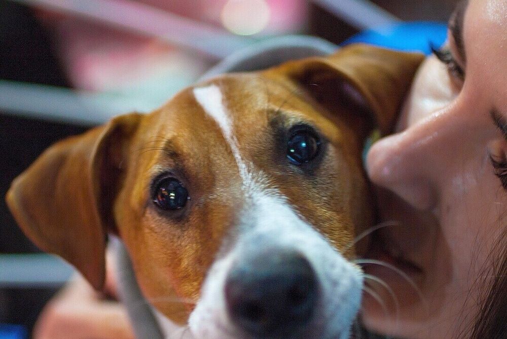 Джек рассел Парсон рассел для вязки