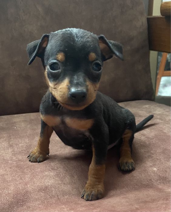 В'язка цвергпінчера