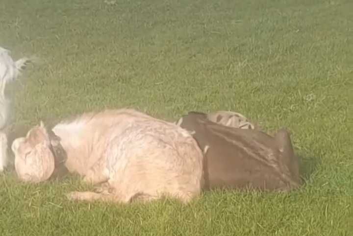 Цапи для паровки кіз