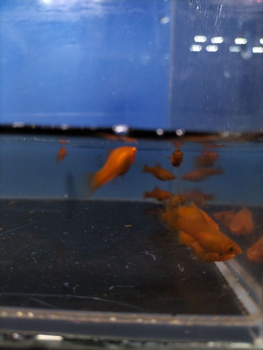 Młode narybek mieczyki pakiet ok 25szt