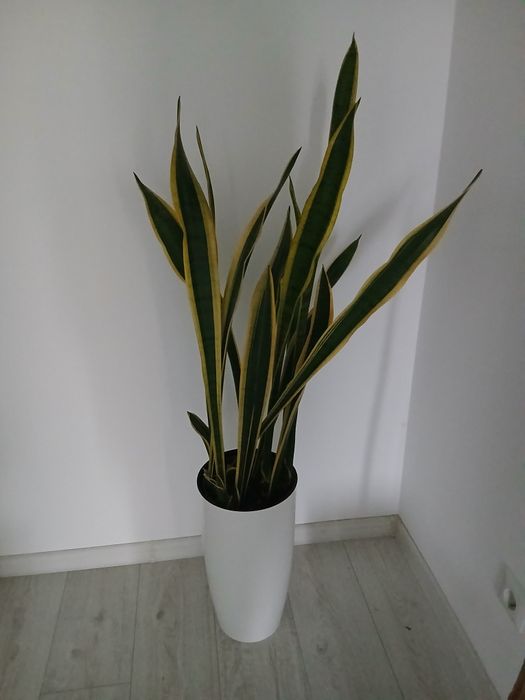 Сансевєрія голд.