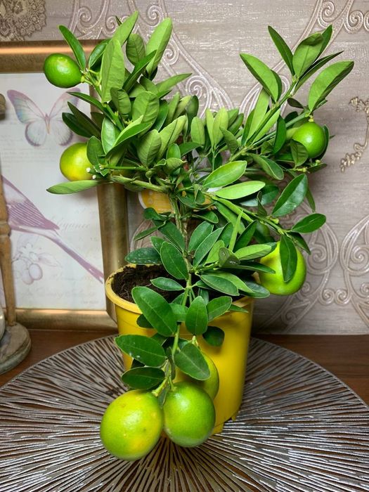 Лимон   Лаймкват Лимонелла