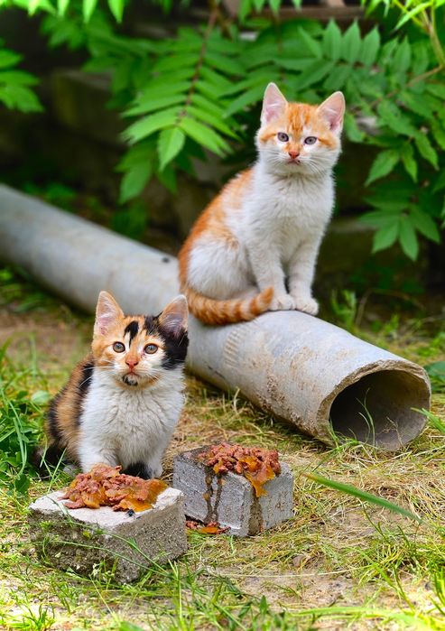 Котята , тому кто будет Любить