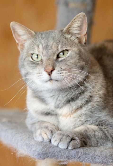 Прекрасная кошка Харпер, кошечка 3 года, яркая толстушка