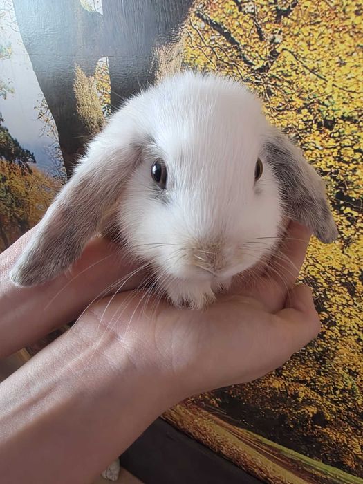 Króliczek mini lop