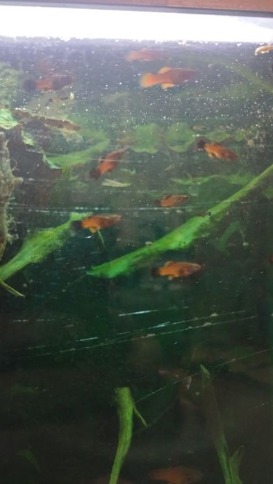 Продам акваріумні рибки