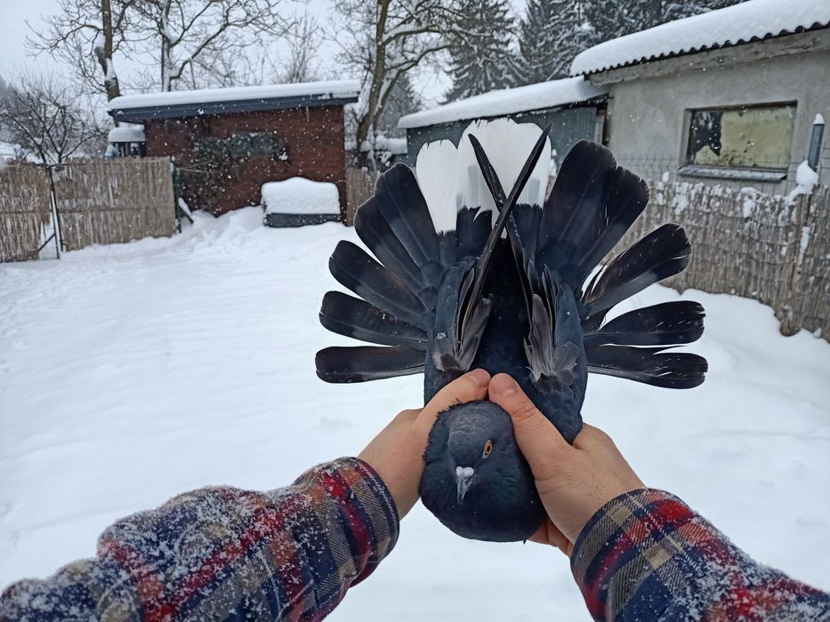 Gołębie mikolajewskie