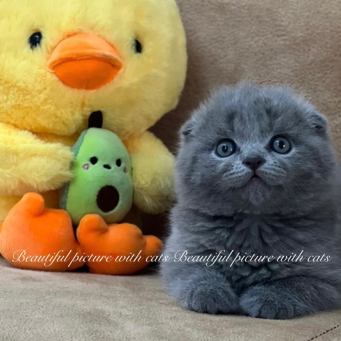 Висловухі кошенята синього кольору