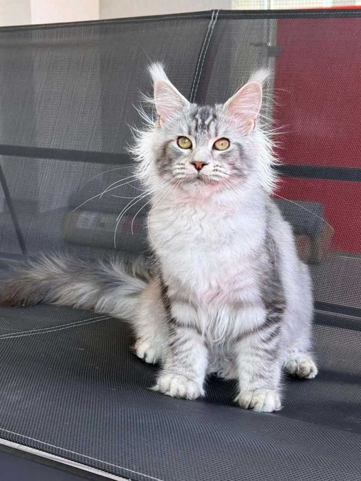 Przesłodka koteczka Maine coon
