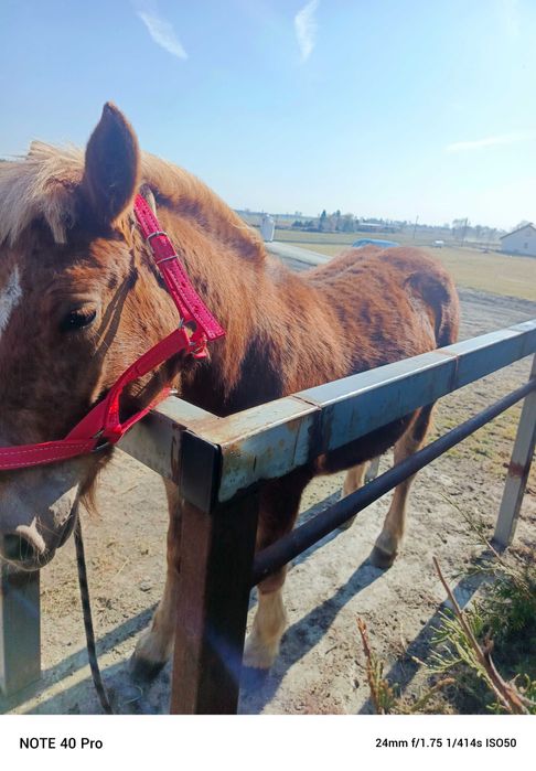 Klaczka sztumska roczna