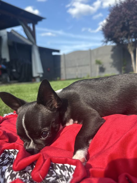 Chihuahua z prawdziwym rodowodem ZKwP/ FCI