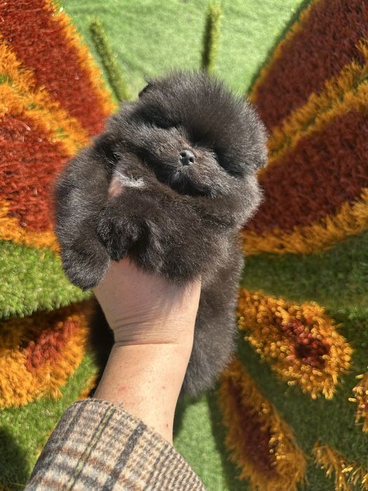 Двi дiвчинки,КСУ/FCI