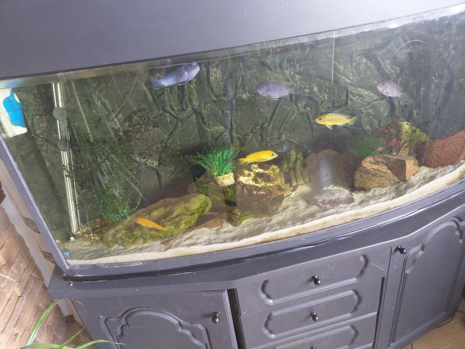 Ryby pyszczaki z akwarium i szafka oraz z  całym osprzetem