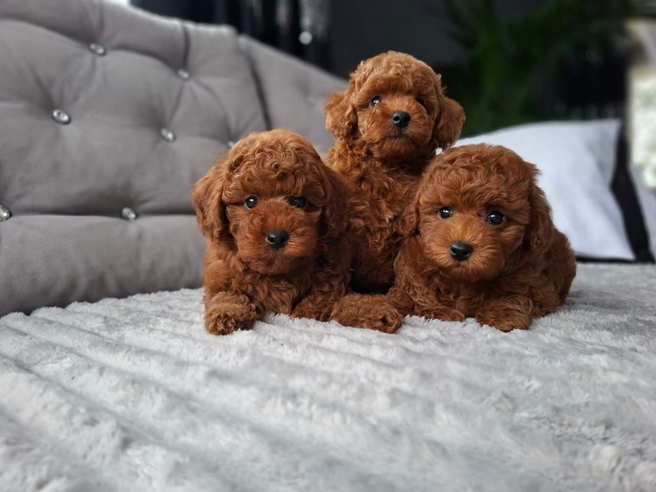 Розкішні щенята той пудель .