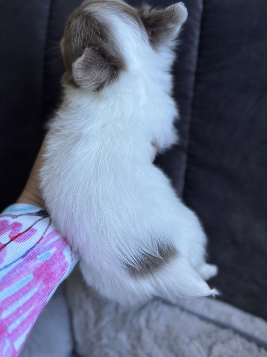 Dziewczynka chihuahua XS