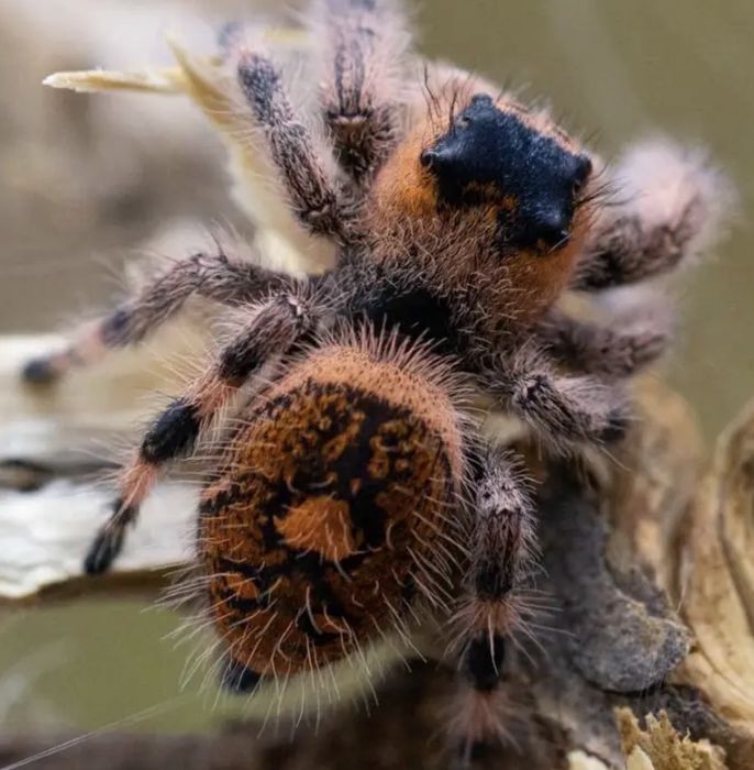 REZERWACJA, skakun Phidippus Regius Everglades, Soroa i inne , l2/3, l3-4, l5-6, l7-8