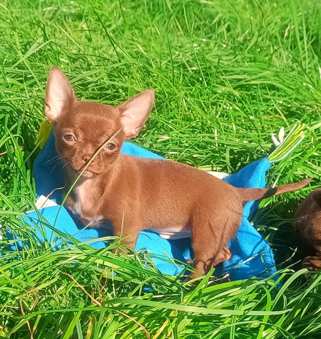 Chihuahua krótkowłosa XS -mini  czekoladowy piesek