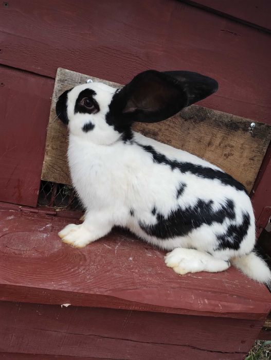 Кролі Фландер (Бельгійський Великан), Строкач племенні