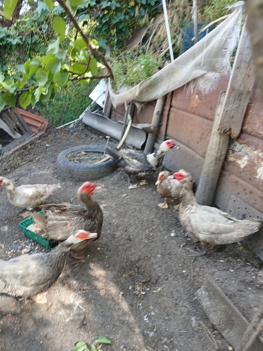 Pato vivo para venda