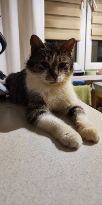 Miziasty Anatol juz 1,5 roku czeka na dom!