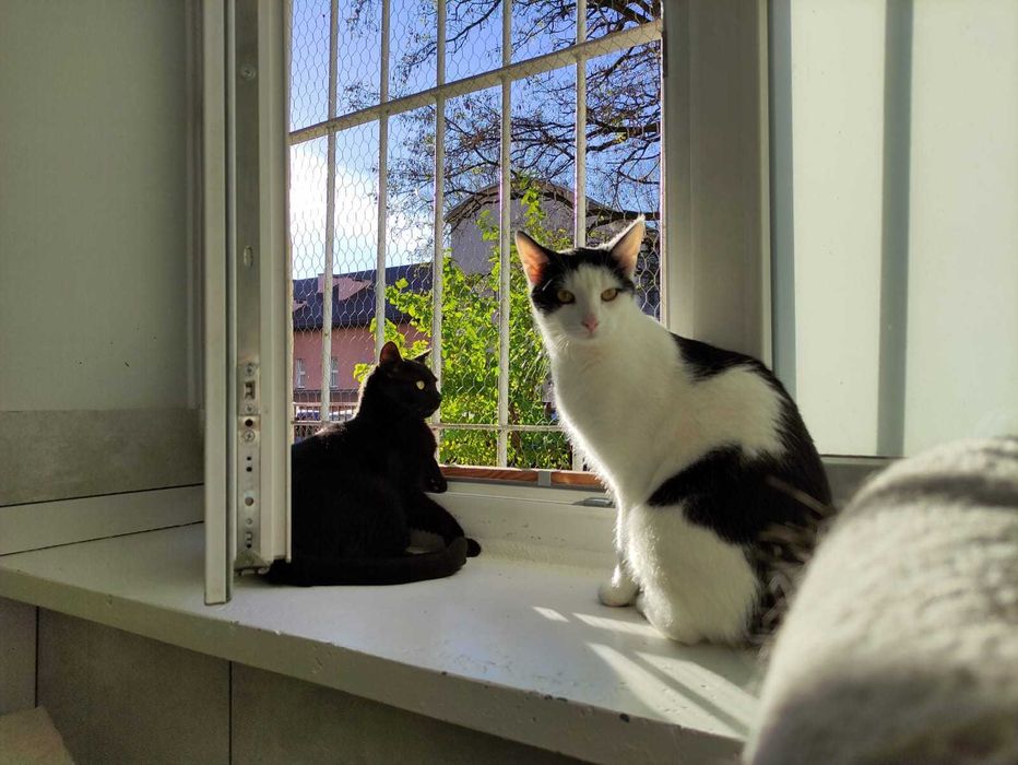 Klopsik, który być może toczy się do czyjegoś serca