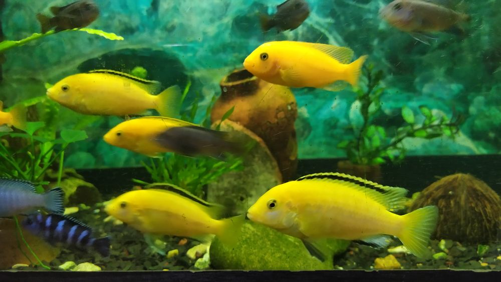 Лабидохромис Еллоу