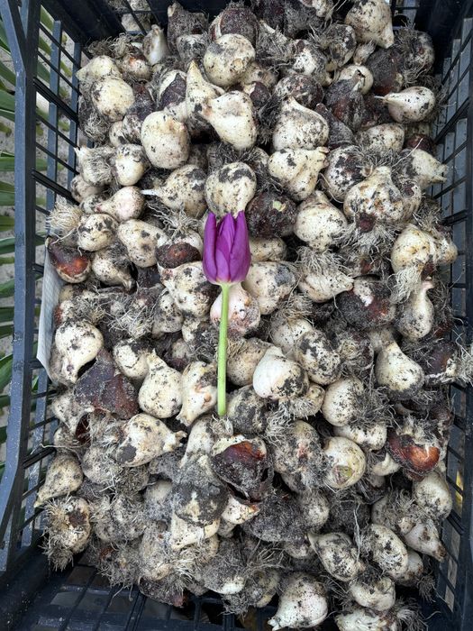 Цибулини тюльпана після вигонки