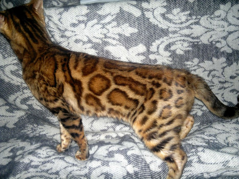 Чистокровна бенгальська в шикарному BENn24