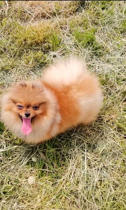Дівчинка крошка, рудого кольору, 7 місяців. Шпіц померанський.