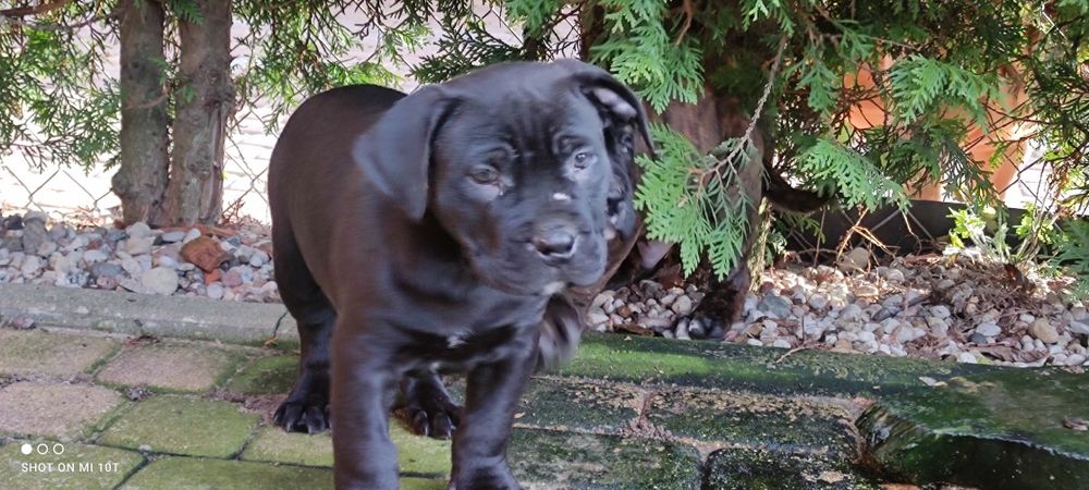 Amstaff szczenię z metryką