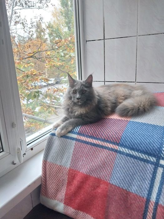 МЕЙН -КУН  котята
