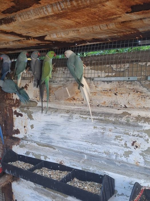 Aves adultas para ceder