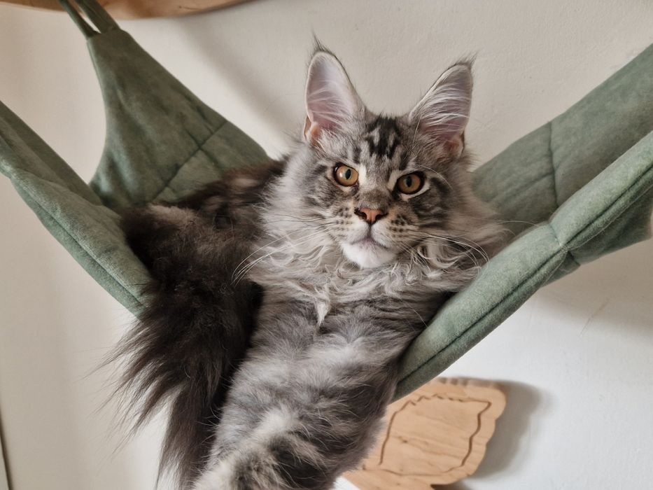 Kocurek Maine Coon srebrny - Thaidakar FPL!
