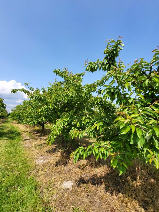 Działka rolna 2 ha z sadem i nawodnieniem – gm. Jasieniec, Stefanków