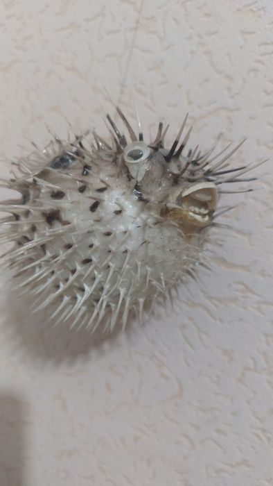 Продаются домовички морские сувениры