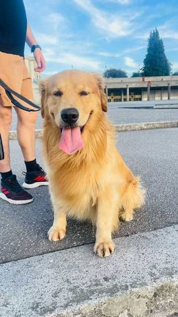 Princesa Golden Retriever com LOP