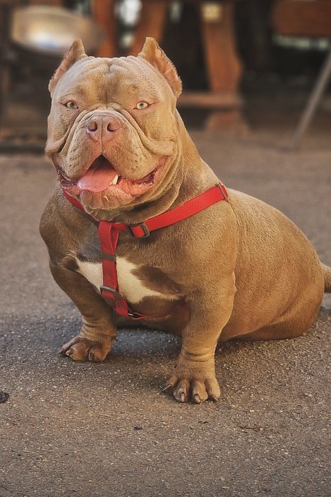 Открыт для вязки кобель Американский Булли (Exotic Bully)