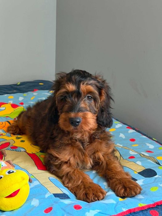 Cockapoo F1/Cocker spaniel /pudel miniatura -Piesek
