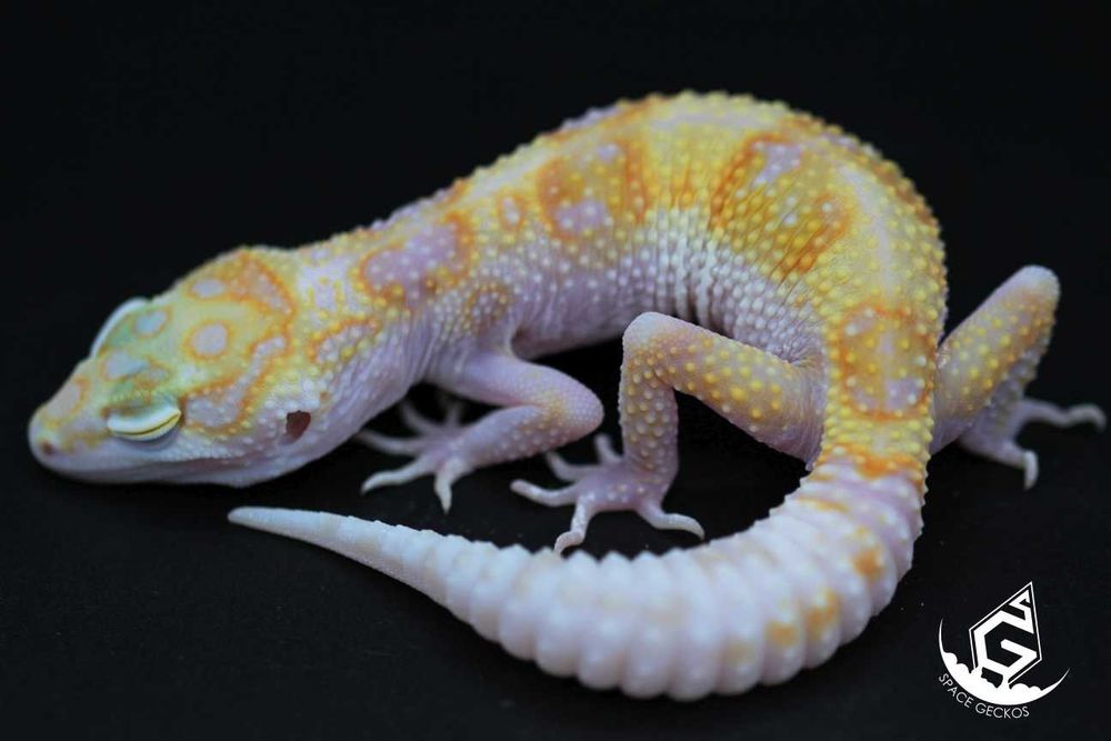 Space Geckos - Gekon lamparci White&Yellow / Tangerine / High Contrast