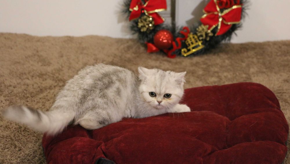 Котенок кошечка прямоухая серебристая шиншилла страйт.