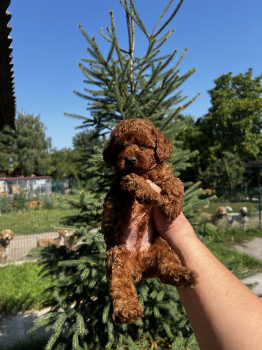 Той пудель китай редбраун