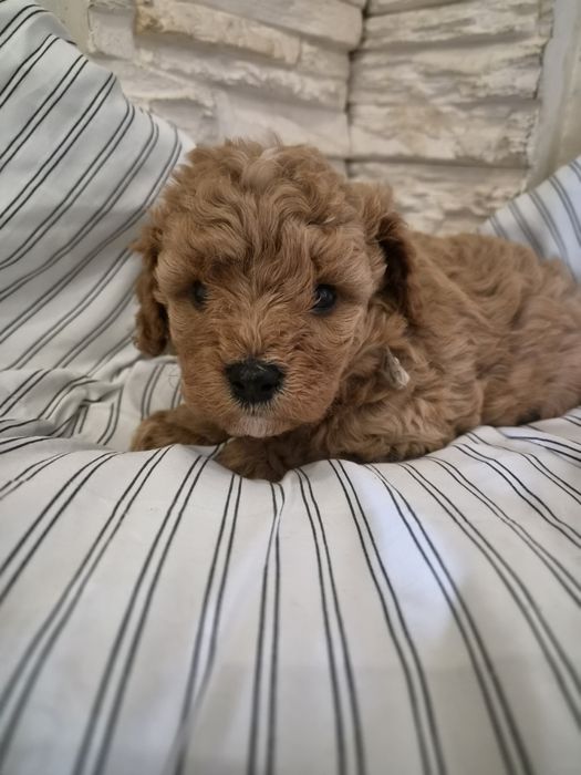 Suczka CAVAPOO szczeniak