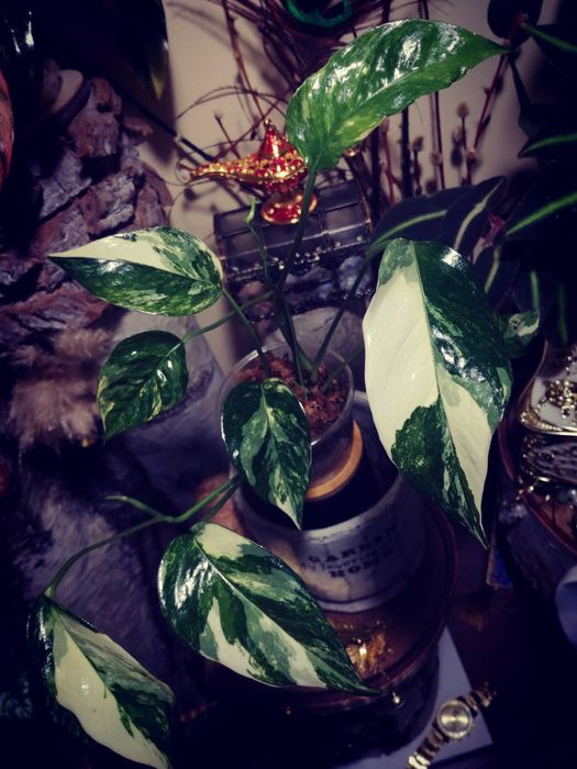 Epipremnum Pinnatum Variegata Albo PIĘKNOŚĆ monstera