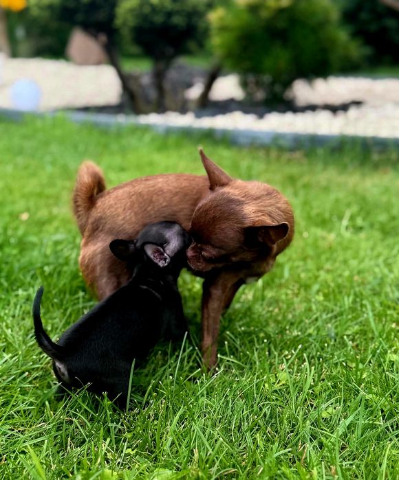 Szczenięta chihuahua piesek