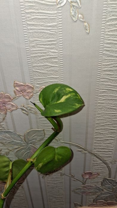 Монстера адансоні та епіпремнум ауреум