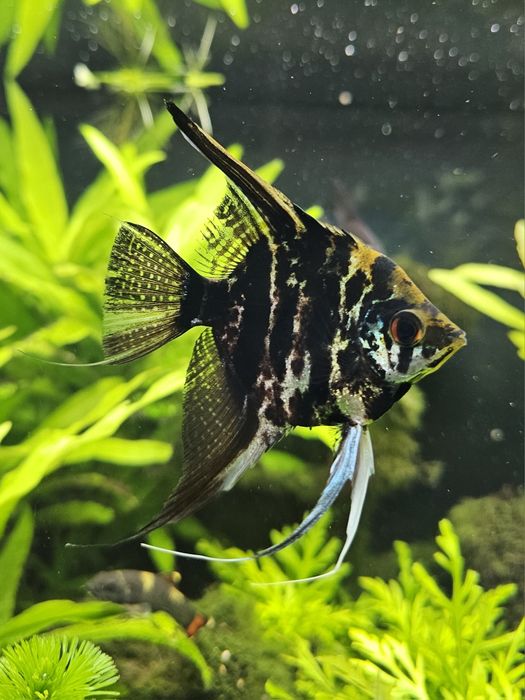 Skalar dorosła samiczka